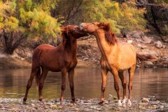 Salt River Horses ! #36