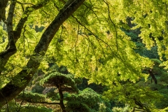 The Bloedel Reserve ! #29