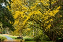 Fall Colors at the Bloedel Reserve ! #27