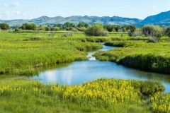 Spring Flowers in Western Montana