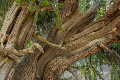 A Bristle Cone Pine Tree approx 1500 years old