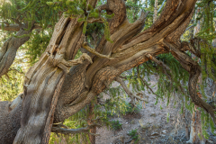 A  Bristle Cone Pine tree Tree approx 1500 years old