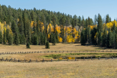 Fall Colors near the North Rim of the Grand Canyon