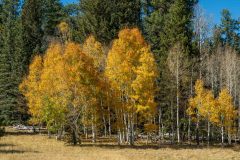 Fall colors near the North Rim of the Grand Canyon