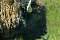 Buffalo at Theodore Roosevelt NP