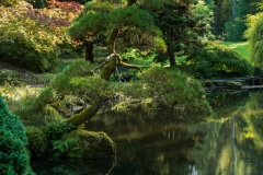 The Japanese Pond at the Bloedel Reserve