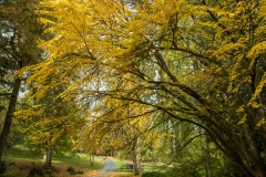 Fall at the Bloedel Reserve