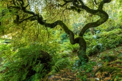 Japanese Maple at the Bloedel Reserve