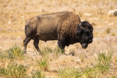 Bull Buffalo on Antelope Island