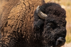 Bull Buffalo at Antelope Island in the Great Salt Lake