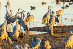 Sandhill Cranes at Whitewater Draw
