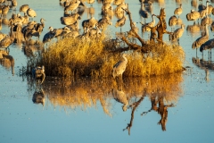 Sandhill Cranes and Reflections