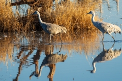 Sandhill Cranes and Reflections