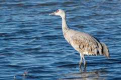 Sandhill Crane at Whitewater Draw