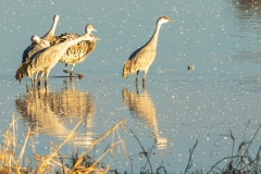 Sandhill Cranes early morning reflections