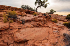 Photo of the Lone Tree on top of Eggshell Arch.