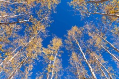 Photo of Aspens in the Cococino National Forest