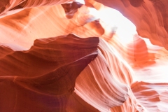 Photo of the Coyote in Upper Antelope Canyon
