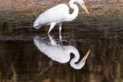 Photo of a Great White Egret at the Salt River