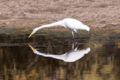 Photo of a Great White Egret at the Salt River