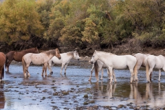 Photo of Wild Horses at the Salt River