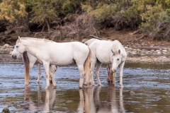 Photo of Wild Horses at the Salt River