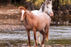 Photo of Wild Horses at the Salt River