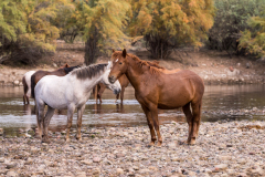 Photo of Wild Horses at he Salt River