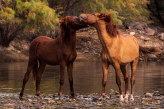 Photo of Wild Horses Living the Dream at the Salt River