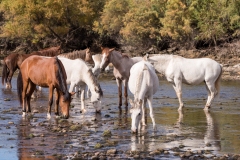 Photo of Wild Horses at the Salt River