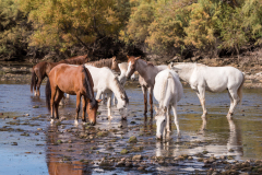 Photo of Wild horses at the Salt River