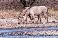 Photo of Wild Horses at the Salt River
