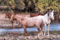 Photo of Wild Horses at the Salt River