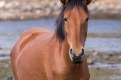 Photo of a curious Wild Horse at the Salt River