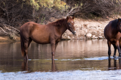 Photo of Wild Horses at the Salt River