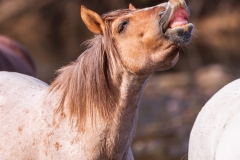 Photo of Happy Jack the Wild Horse at the Salt River