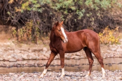Photo of a Wild Horse at the Salt River