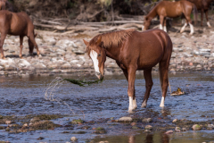 Photo of a Wild Horse eating Eel Grass at the Salt River