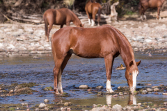 Photo of a Wild Horse feeding at the Salt River
