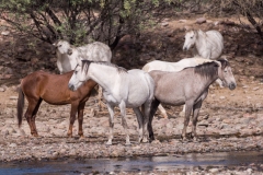 Photo of Wild Horses at the Salt River
