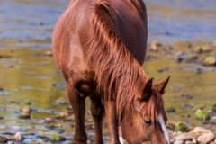 Photo of a Wild Hose at the Salt River