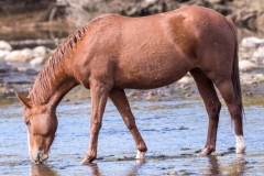 Photo of a Wild Horse feeding at the Salt River