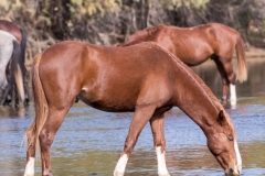 Photo of Wild Horses at the Salt River
