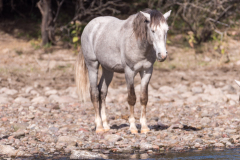 Photo of a Wild Horse at the Salt River