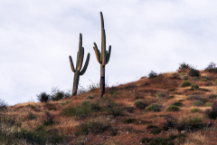 Photo of Cactus at the Roosevelt Lake