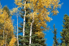 Photo of Aspen Trees on the road to Telluride, CO