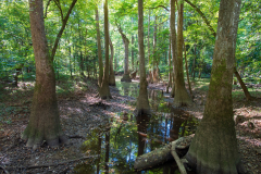 Photo of the Hardwood Cypress Trees and Reflections at the Congaree NP in SC