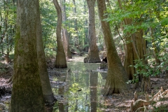 Photo of the Hardwood Cypress Trees and Reflections at the Congaree NP in SC. Mosquitos not shown !