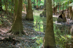 Photo of the Hardwood Cypress Trees and Reflections at the Congaree NP in SC