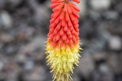 Photo of a Red Hot Poker flower along my Driveway
